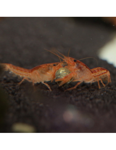 JBL - ProNovo Crabs Wafer M 100ml