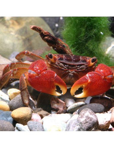 JBL - ProNovo Crabs Wafer M 100ml