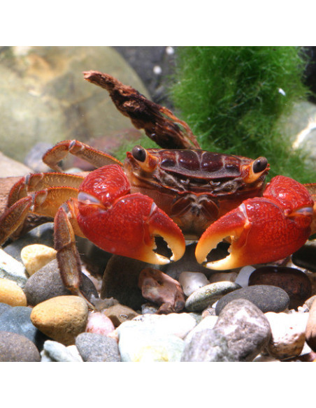 JBL - ProNovo Crabs Wafer M 100ml