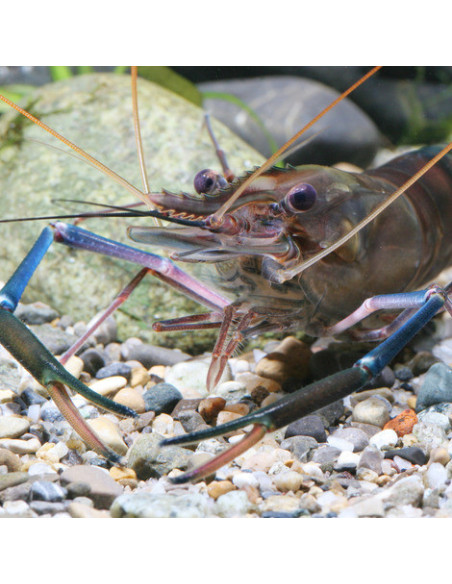 JBL - ProNovo Crabs Wafer M 100ml