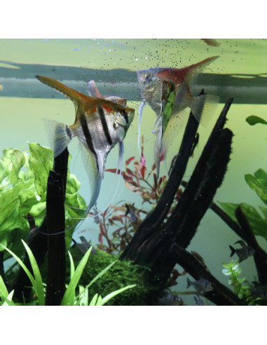 JBL - ProNovo Bel Grano S 100ml Click