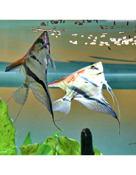 JBL - ProNovo Betta Insect Stick S 100ml