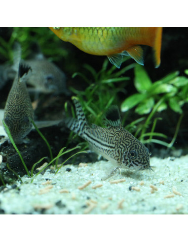 JBL - ProNovo Betta Insect Stick S 100ml