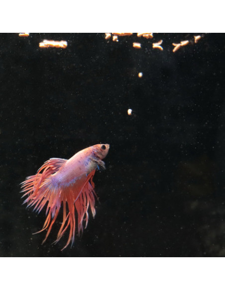 JBL - ProNovo Betta Insect Stick S 100ml