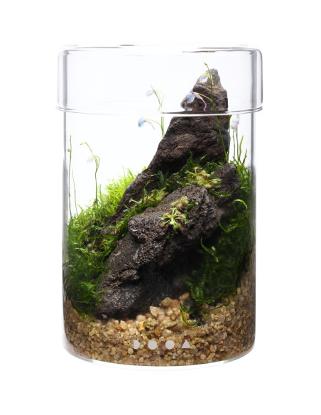 DOOA  - Glass Pot MARU 95