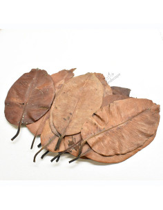 Feuille de Jambolan x25