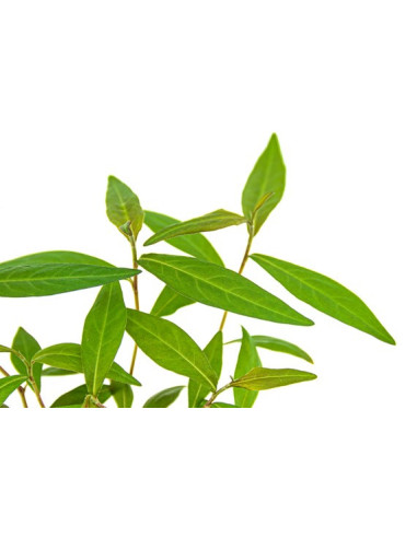 Persicaria sp. Sao Polo