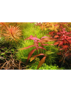 Persicaria sp. Sao Polo 2