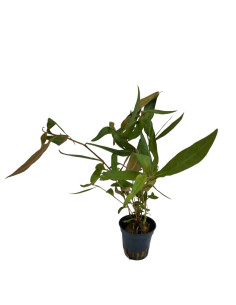 Persicaria sp. Sao Polo