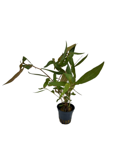 Persicaria sp. Sao Polo