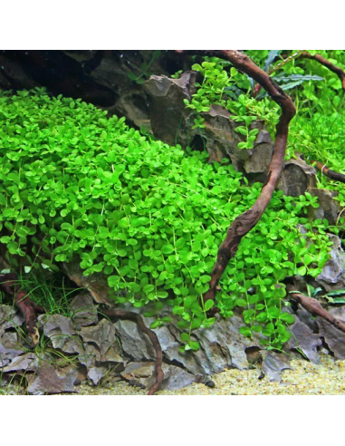 Micranthemum 'Monte Carlo' - Invitro