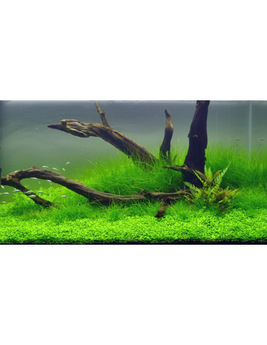 Eleocharis acicularis - Invitro