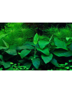Anubias barteri var nana- Invitro 2