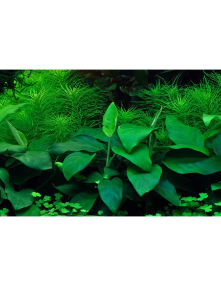 Anubias barteri var nana- Invitro