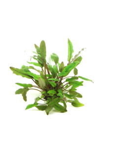 Cryptocoryne Beckettii en pot