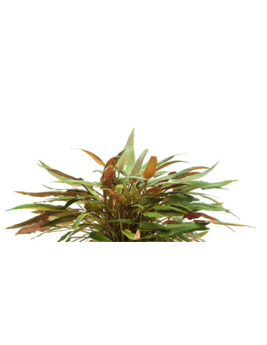 Cryptocoryne Beckettii en pot