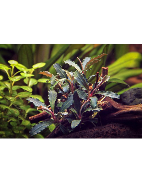 Bucephalandra sp. 'Red Scorpio' en pot