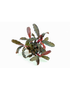 Bucephalandra sp. 'Red Scorpio' en pot 2