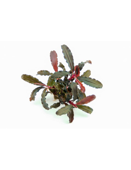 Bucephalandra sp. 'Red Scorpio' en pot