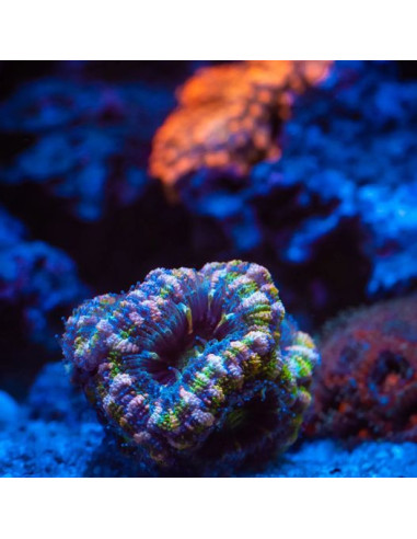 Skylight Hyperspot RM (eau de Mer)