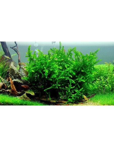 Fontinalis antipyretica inVitro- Limited Edition