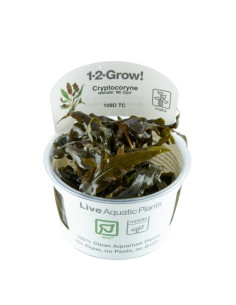 Cryptocoryne wendtii 'Mi Oya' - Invitro