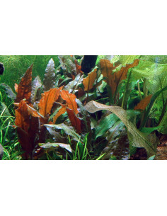 Cryptocoryne wendtii 'Mi Oya' - Invitro 2