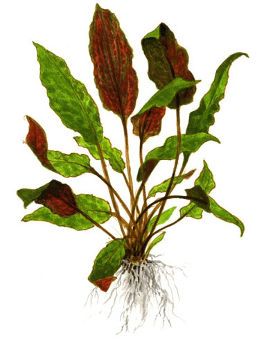 Cryptocoryne wendtii 'Mi Oya' - Invitro