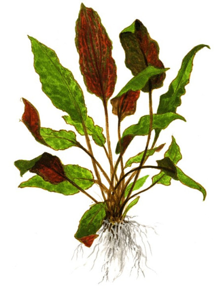 Cryptocoryne wendtii 'Mi Oya' - Invitro