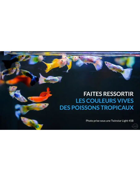 Twinstar Light 20B III