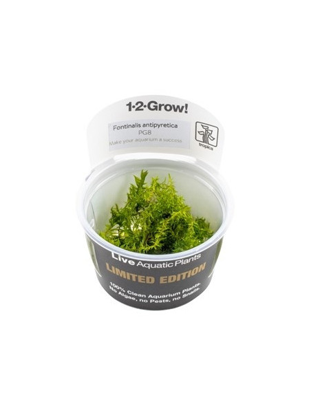 Fontinalis antipyretica inVitro- Limited Edition