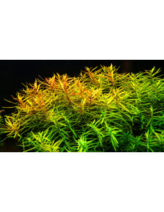 Didiplis diandra - Invitro 2