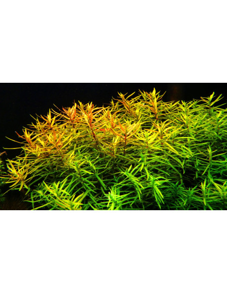 Didiplis diandra - Invitro