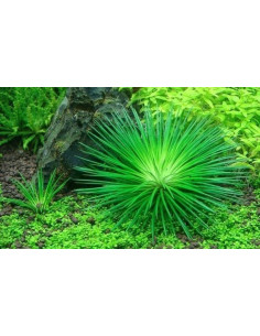 Eriocaulon polaris - Invitro 2