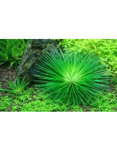 Eriocaulon polaris - Invitro