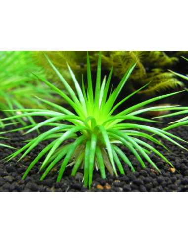 Eriocaulon polaris - Invitro