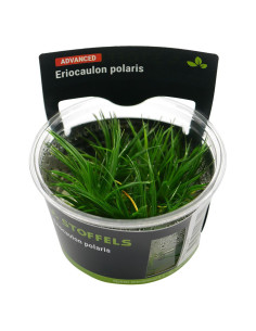 Eriocaulon polaris - Invitro