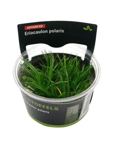 Eriocaulon polaris - Invitro