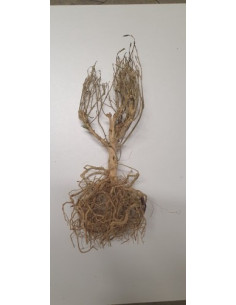 AQL - Scaping tree 2