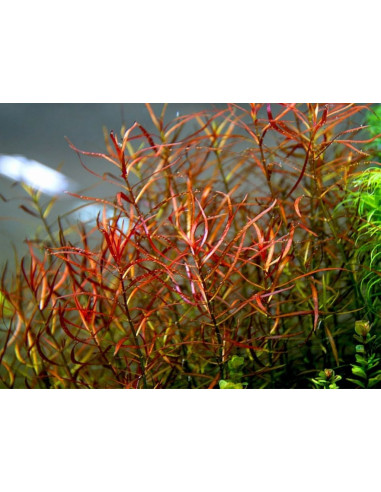 Ludwigia Arcuata in vitro - plante pour aquarium - Materiel-aquatique