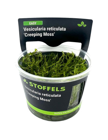 Vesicularia reticulata 'Creeping Moss'