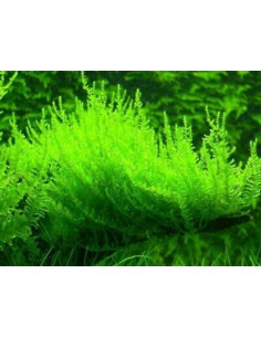 Vesicularia reticulata 'Creeping Moss' 2