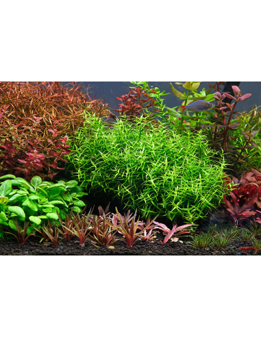 The 2Hr Aquarist - APT Start Bactérie