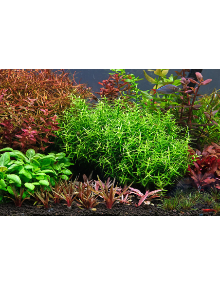 The 2Hr Aquarist - APT Start Bactérie