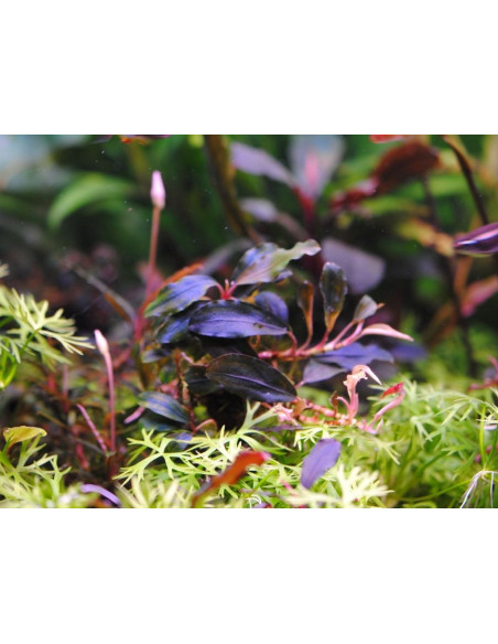 Bucephalandra 'Batang Kawa' - inVitro