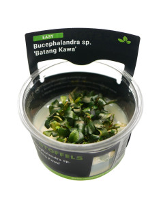 Bucephalandra 'Batang Kawa' - inVitro