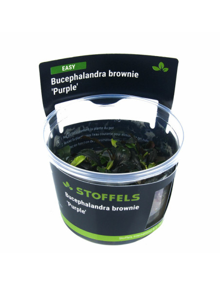 Bucephalandra brownie 'Purple' In-vitro
