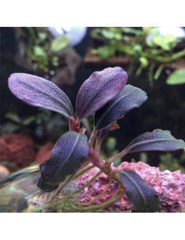 Bucephalandra brownie 'Purple' In-vitro