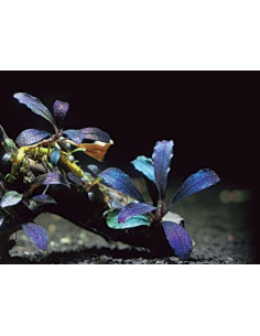 Bucephalandra brownie 'Ghost' In-vitro 2