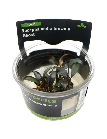 Bucephalandra brownie 'Ghost' In-vitro